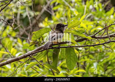 Myiarchus Flycatcher Bird of the Genus Myiarchus Stock Photo