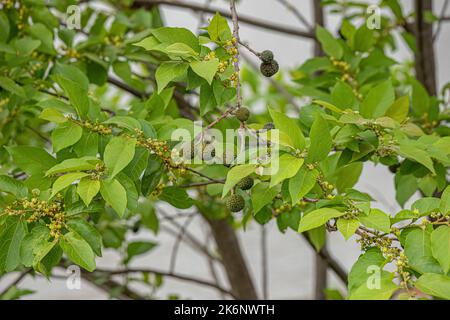 West Indian Elm Plant of the species Guazuma ulmifolia Stock Photo