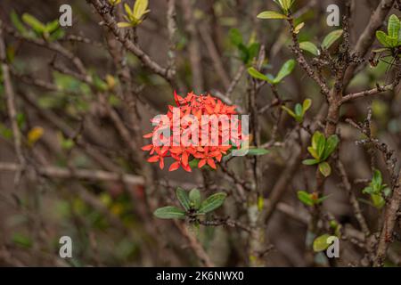 Jungle Flame Plant Flower of the species Ixora coccinea Stock Photo