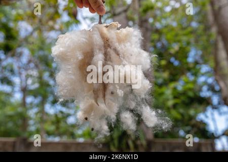 Kapok Silk Cotton Tree (ceiba pentandra)