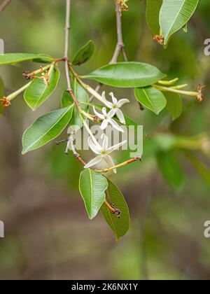 flower of the Tree called Mangaba of the species Hancornia speciosa with selective focus Stock Photo