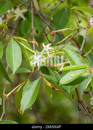 flower of the Tree called Mangaba of the species Hancornia speciosa with selective focus Stock Photo