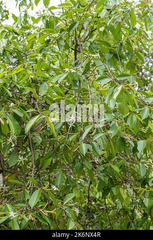 flower of the Tree called Mangaba of the species Hancornia speciosa with selective focus Stock Photo