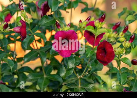 Allamanda Flowering Plant of the species Allamanda Stock Photo