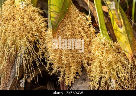 Pygmy Date Palm of the species Phoenix roebelenii Stock Photo