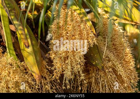 Pygmy Date Palm of the species Phoenix roebelenii Stock Photo