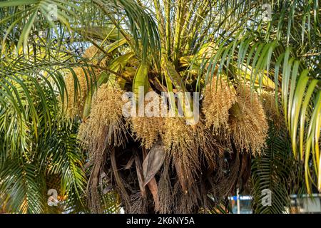 Pygmy Date Palm of the species Phoenix roebelenii Stock Photo