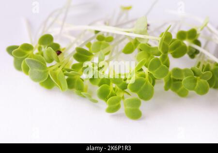 Green sprouts on a white background Stock Photo