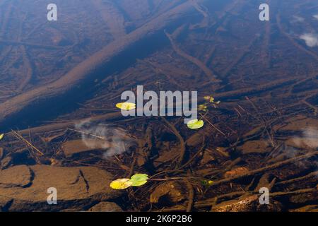 A log and branches underwater in a Lake in Finland, with a few lily pads on a surface. Repovesi National Park, Kouvola. Stock Photo