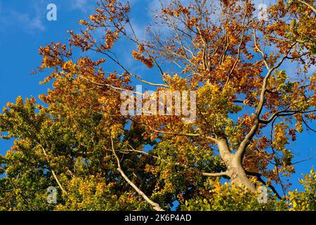 colorful oak tree in autumn Stock Photo