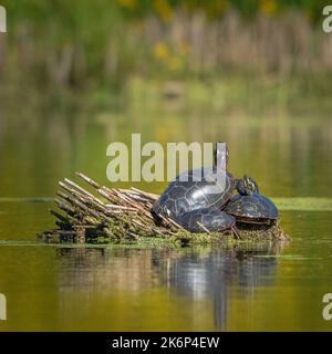 I photographed these painted turtles sunning themselves while kayaking along the Kewaunee river in Kewaunee county Wisconsin. Stock Photo