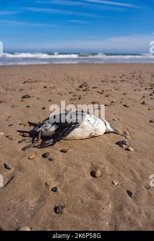 dead sea bird on a beach at saltburn, north yorkshire, UK Stock Photo