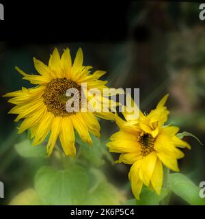 two flowering sunflowers in an urban garden in north yorkshire, UK Stock Photo
