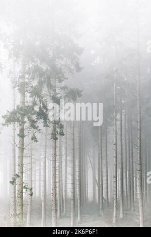 Foggy forest with tall trees, high key Stock Photo