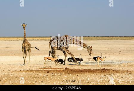Giraffe drinking at a waterhole with three ostrich in the background and springbok in the foreground.  Etosha has waterholes which are a magnet to the