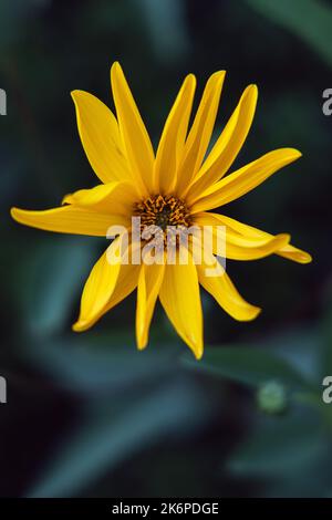 Beautiful yellow wild sunflower (Helianthus tuberosus), also called sunroot, sunchoke, Jerusalem artichoke, topinambur, earth apple, isolated Stock Photo
