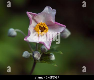 Pale pink and white isolated peony flower (Paeonia mairei) on green background Stock Photo
