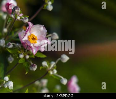 Pale pink and white isolated peony flower (Paeonia mairei) on green background Stock Photo