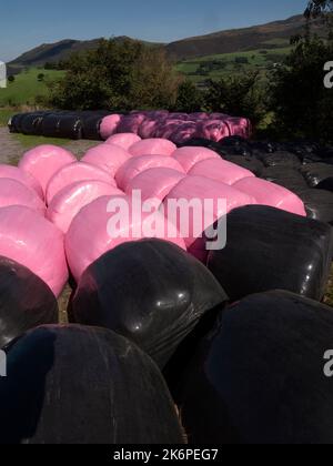 Black and pink bales of hay wraped in plastic and green countryside in the background. Stock Photo