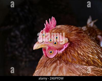 Horror nightmare chicken glancing at camera lens Stock Photo