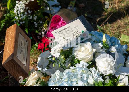 Chalkwell Park, Southend on Sea, Essex, UK. 15th Oct, 2022. On the first anniversary of the murder of Conservative MP Sir David Amess a tribute event has taken place in the Borough attended by local dignitaries and members of the public. A memorial tree has been planted using compost created from floral tributes laid by the public in the aftermath of the MP’s murder in 2021 Stock Photo