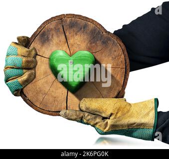 Hands with protective work gloves holding a cross section of a tree trunk with a green wooden heart. Isolated on white background, photography. Stock Photo