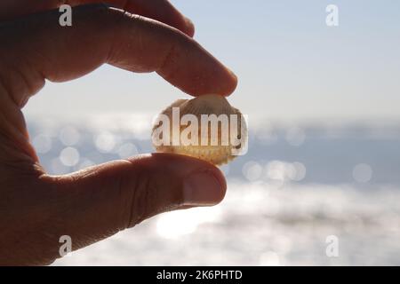 Hand held sea shell on the sea beach, backlight photo Stock Photo