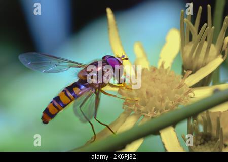 A hoverfly feeding on a yellow wild flower: Stock Photo