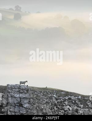 Sheep on winnats pass with dramatic background scenery taken early morning in misty conditions Stock Photo