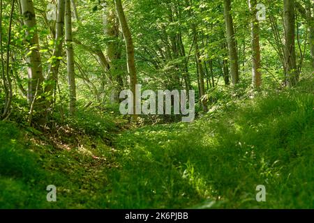Trees of all types and seasons. A beautiful world of differences. Trees ...