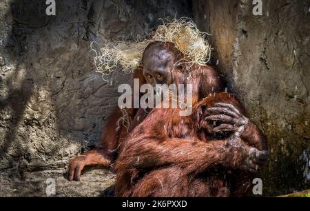 Two Orangutans at ZooTampa at Lowry Park in Tampa Florida Stock Photo