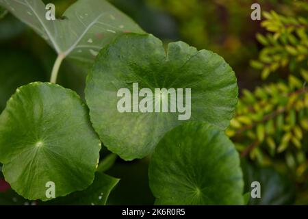 Close-up view of water pennywort leaf at vegetable garden Stock Photo