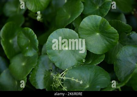 Close-up view of water pennywort leaf at vegetable garden Stock Photo