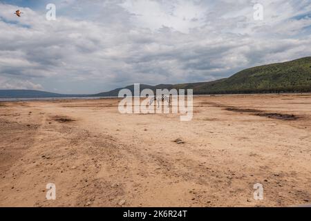 A lone zebra against the background of Lake Nakuru National Park, Kenya Stock Photo