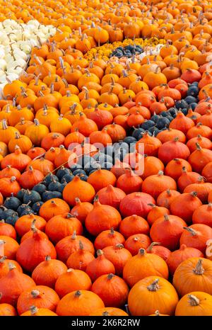Totton, Hampshire, UK. 15th October 2022. Thousands visit Sunnyfields Farm in Totton, Hampshire for spooktacular adventures and fangtastic displays at Pumpkin Time as Halloween approaches. Close up of pumpkins in Paddington Bear tribute to the late Queen Elizabeth II. Credit: Carolyn Jenkins / Alamy Live News