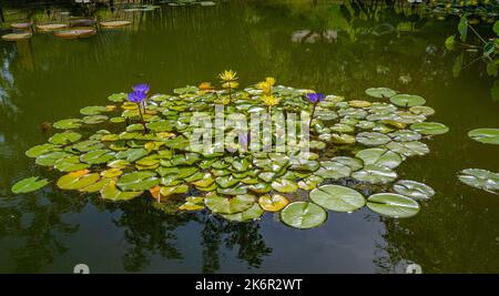Victoria cruziana or Santa Cruz giant water lily, native to South America (Family Nymphaeaceae) Stock Photo
