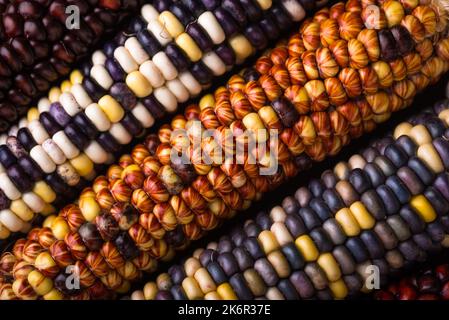 Color corn cobs close up Stock Photo