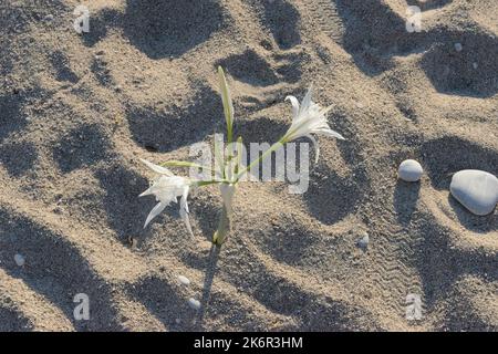 Closeup of gentle white flowers that are growing in pure sand of Oludeniz beach as symbol of life force, Turkey. Stock Photo