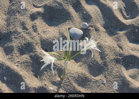 Closeup of gentle white flowers that are growing in pure sand of Oludeniz beach as symbol of life force, Turkey. Stock Photo