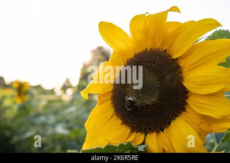 Beautiful blooming helianthus on which a bumblebee collects nectar. Field with yellow sunflower flowers, in the countryside. Close-up. Stock Photo