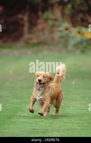 Springer Spaniels love to have fun, and this collection of images demonstrate just how much fun one family can have with their mother and father Stock Photo