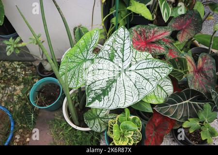 angel wing caladium or candidum ,Caladium bicolor or Araceae and caladium bubble or bicolor plant Stock Photo