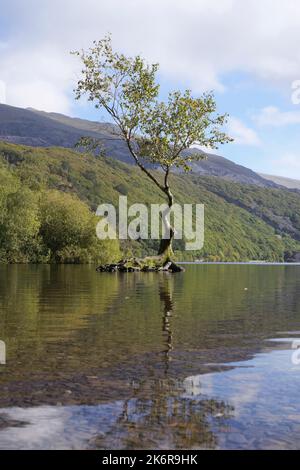 Lonely Tree, Llyn Padarn, Llanberis, Gwynedd, North Wales, United Kingdom, Stock Photo