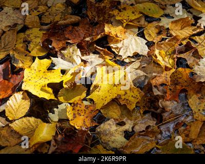 Leaves floating on water. Quebec, Canada Stock Photo