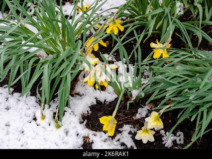 A rare April snow storm covers Daffodils in a suburban garden, Will County, Illinois Stock Photo