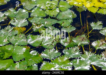 A water chestnut in the water Stock Photo