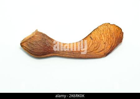 Sycamore (acer pseudoplatanus), close up showing the familiar winged fruit or seed of the tree isolated against a white background. Stock Photo