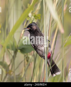 The red-vented bulbul is a member of the bulbul family of passerines. It is a resident breeder across the Indian subcontinent, Stock Photo