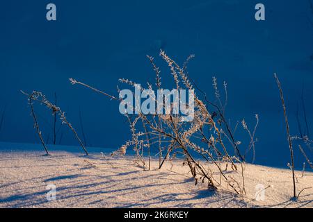 Close-up of dry blades of grass on white background after winter snow storm. Stock Photo