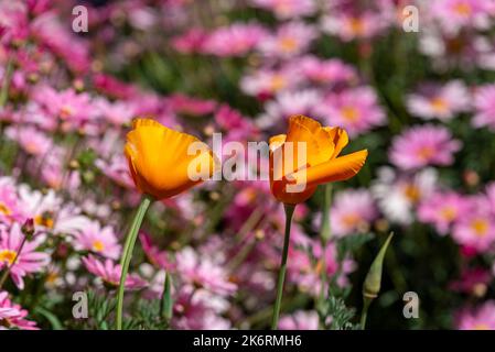orange poppies on a background of pink flowers Stock Photo